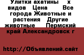 Улитки ахатины  2-х видов › Цена ­ 0 - Все города Животные и растения » Другие животные   . Пермский край,Александровск г.